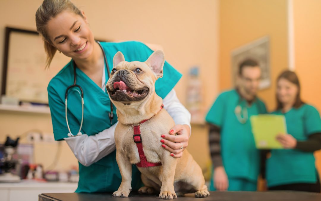 Veterinary Assisting – Diploma